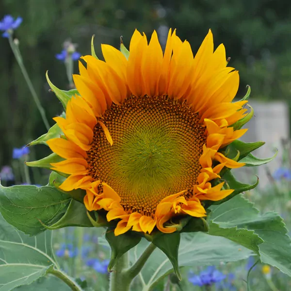 Sunflower 25 g