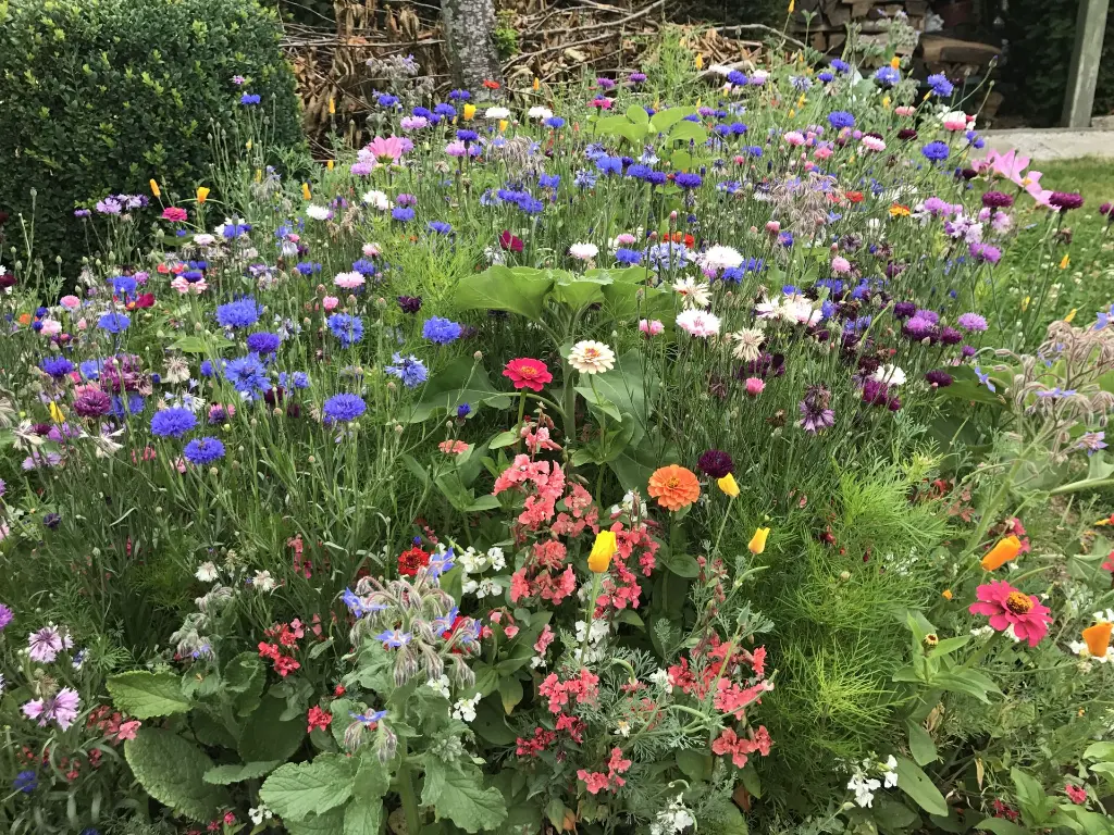 Honey Bee-10 juli (1).webp