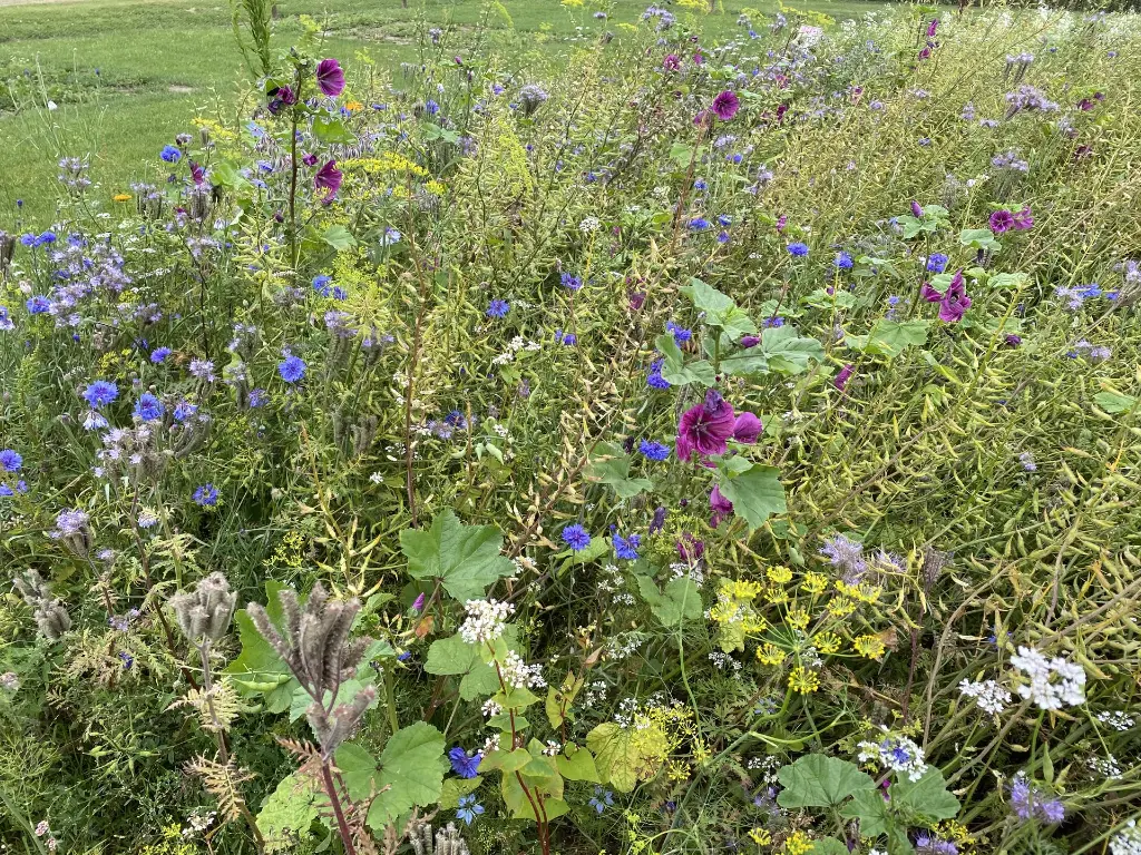 Tubinger 49A_27.7.2021 (3).webp