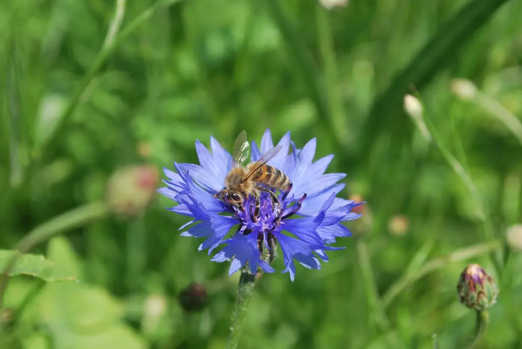 Tubinger-Korenbloem met honingbij.webp