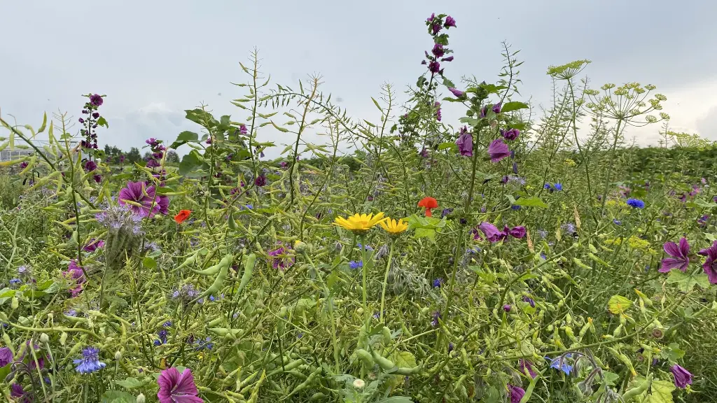 Brandenburger 49B_27.7.2021 (3).webp