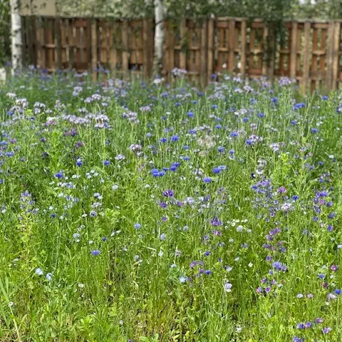 IMG_4379 vierkant.webp