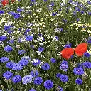 Binnen Bebouwde Kom_15.6.2021 (3).webp