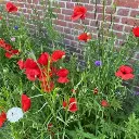 chilthuis vierkant.webp