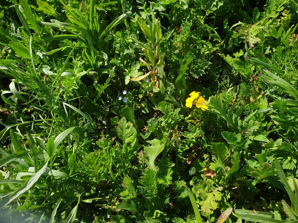 Veldbloemen 1_22.4.2021 (2).webp