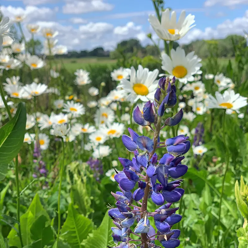 classic thuis 2022.2 (1).webp