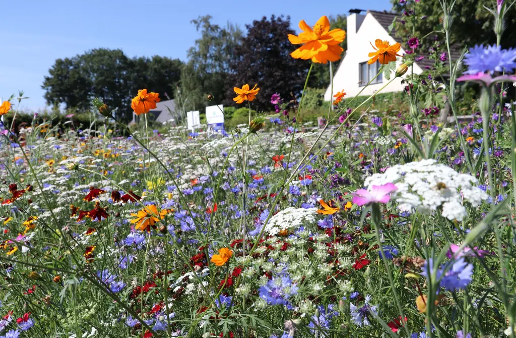 Veldbloemen2_30.7.2020_Hoeven (3).webp