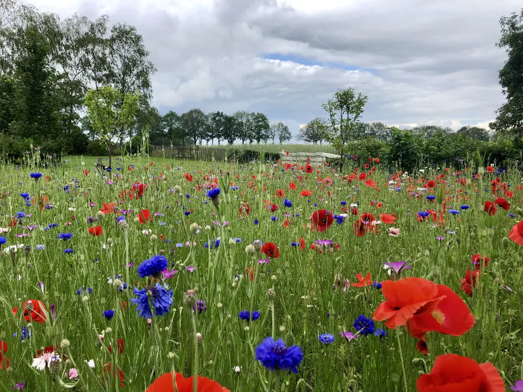 NicoleHeijmans1_veldbloemen2 - kopie.webp