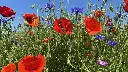 Veldbloemen 2_10.6.2021 (14).webp