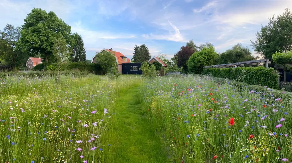 Tuin_Ben Tenkink_juni_veldbloemen 2 (1).webp