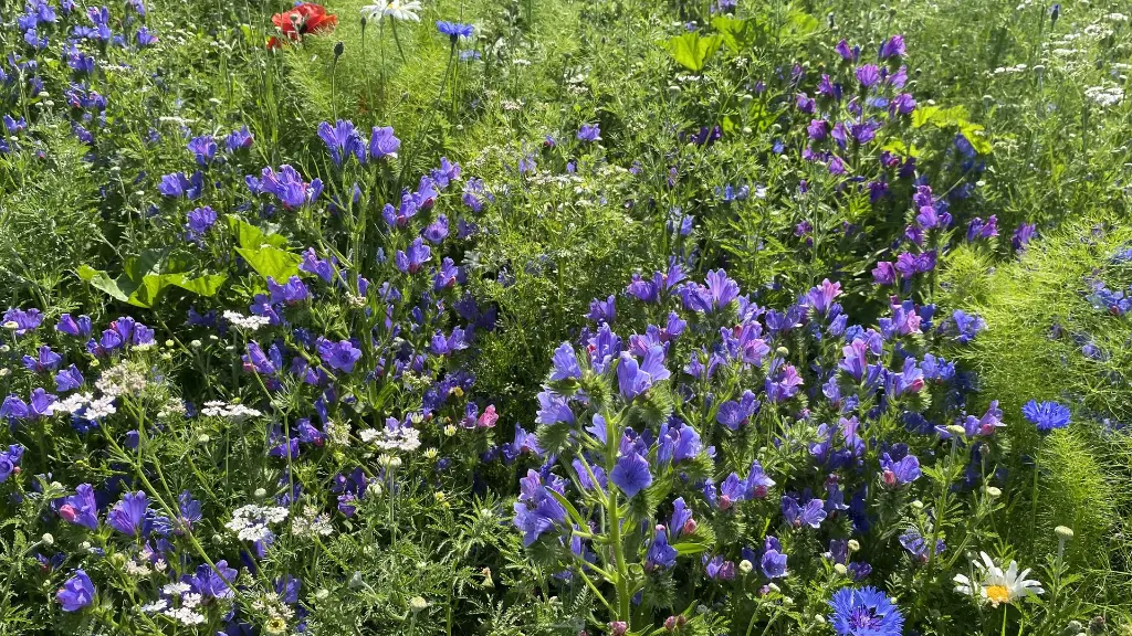 Renaissance 31_18.5.2021 (4).webp