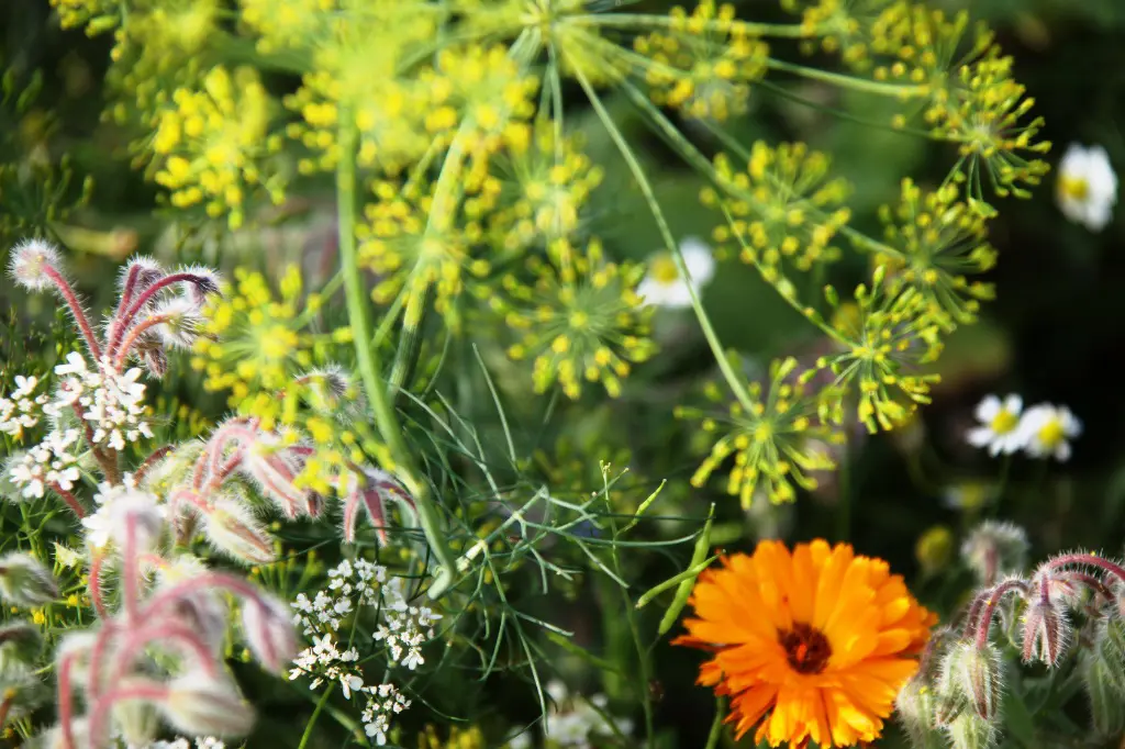 kleur en geur 1.webp