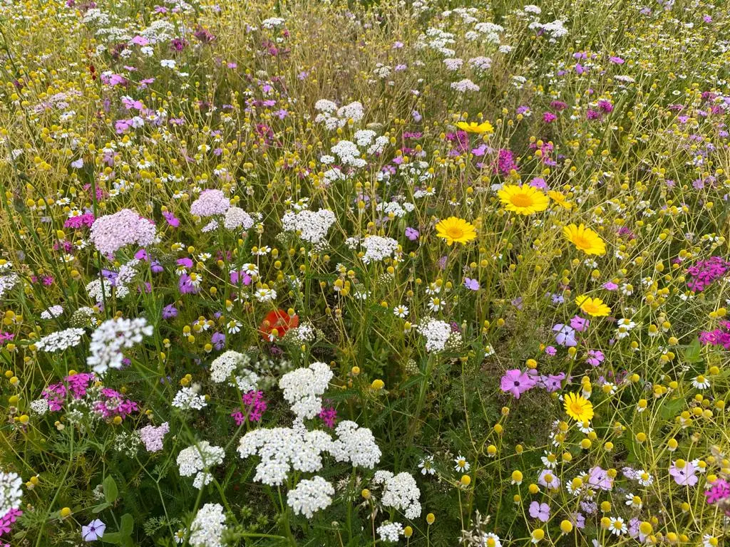 Heerlyckheid_Kleur en geur_Speciaalmengsel 37_28.6.2021 (14).webp