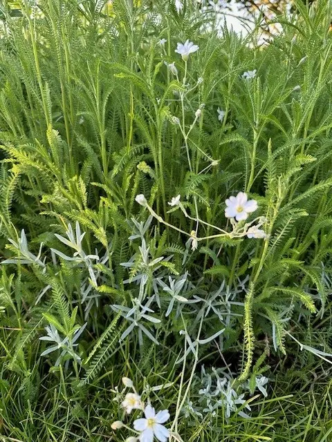 kleur en geur thuis.webp