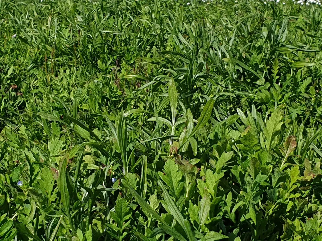 Buiten bebouwde kom_13.4.2021 (15).webp