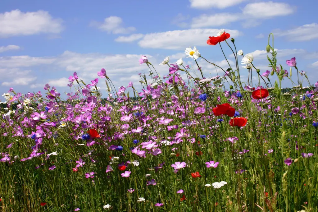 buiten bebouwde kom 3.webp