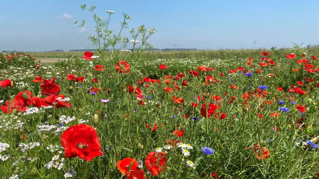 buiten bebouwde kom.webp