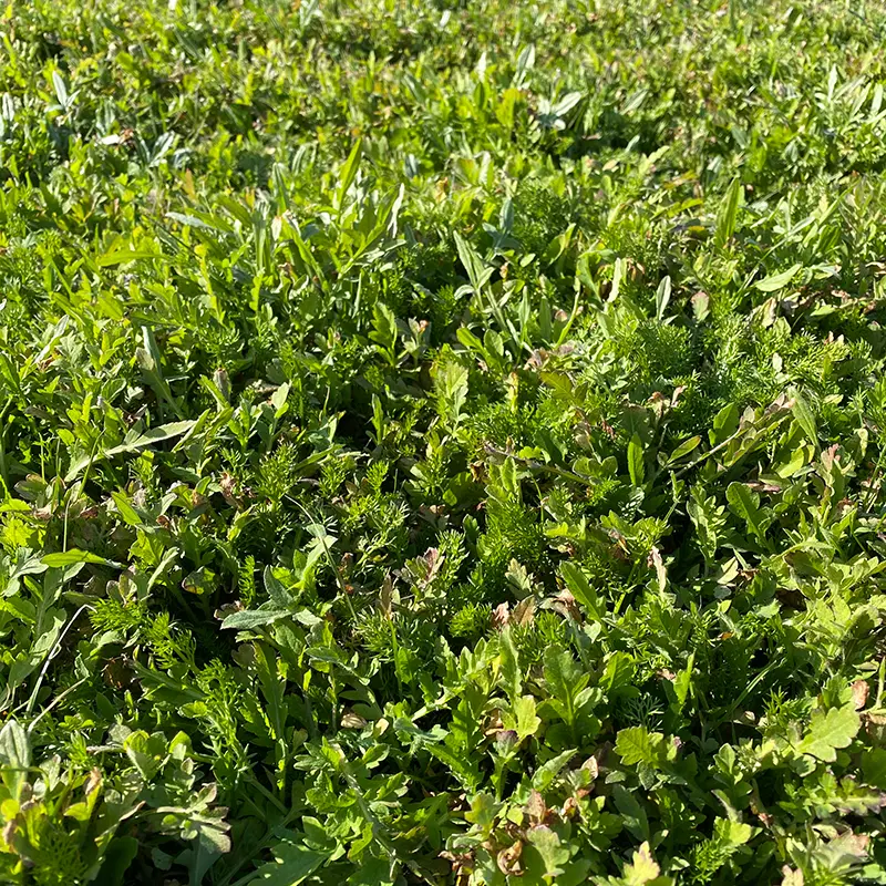 Holland Mengsel_8.3.2021.webp