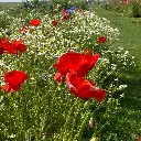 Holland Mengsel_8.6.2021 (4).webp