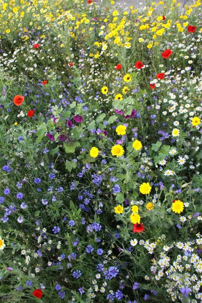 Bloemenpracht (6).webp