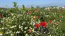 Bloemenpracht (10).webp