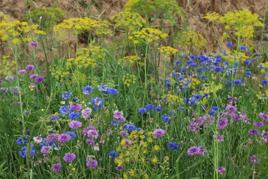 Bloemenpracht (7).webp