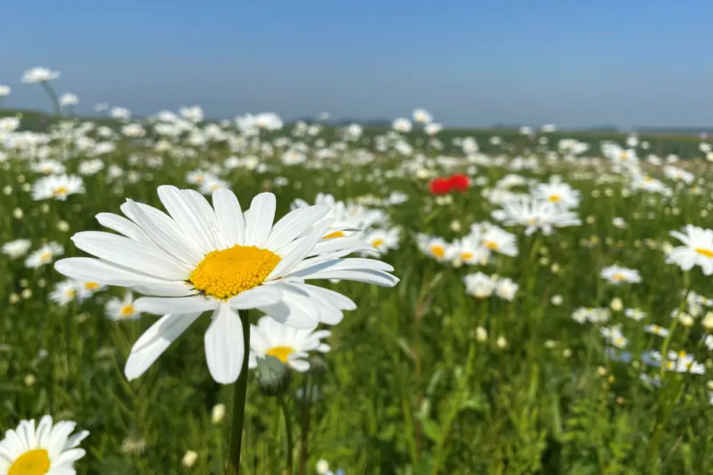kruidenweide_1_.webp