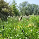 Weidekruiden 002.webp