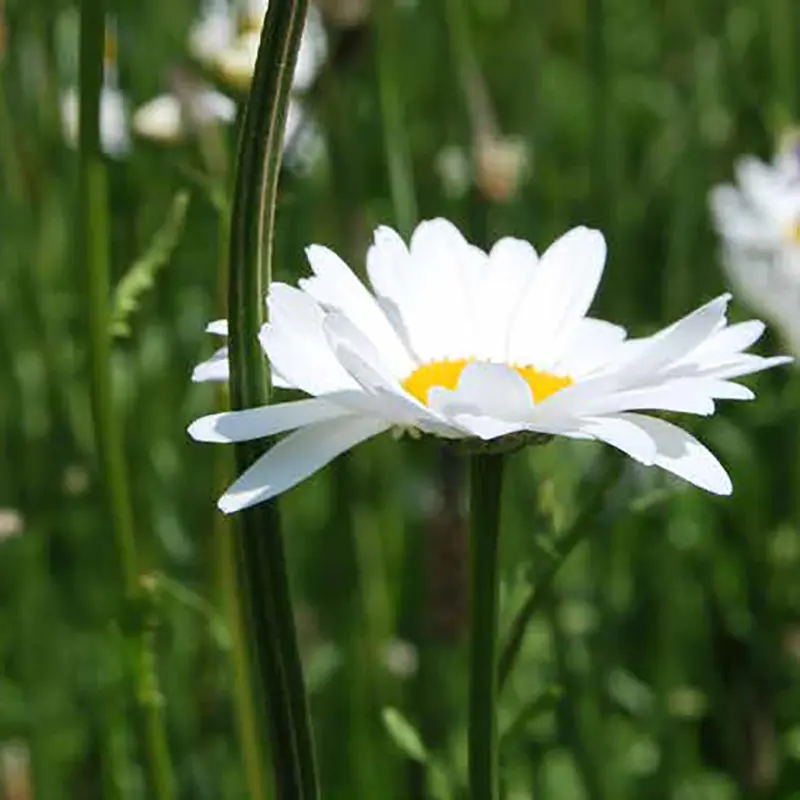 Weidekruiden 004.webp