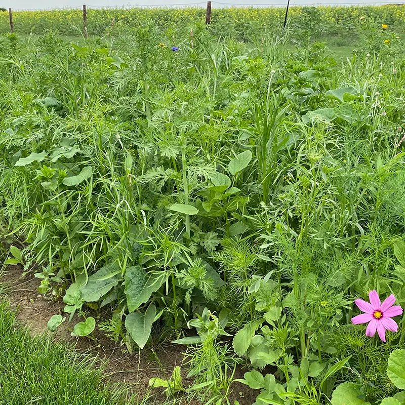 Snijbloemen_5.7.2021 (4).webp