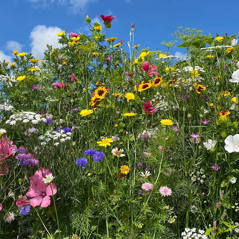 Snijbloemen_3.8.2021_eenjarig kleurrijk (2).webp