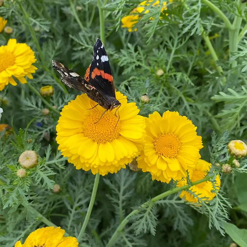 Snijbloemen_27.7.2021 (1).webp