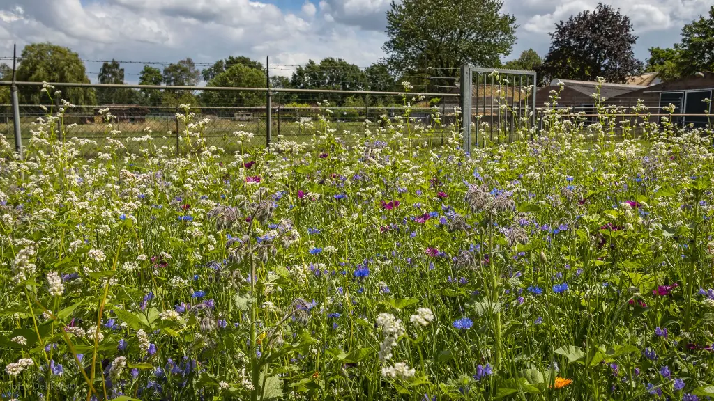 BumbleBee_viaJan (8).webp