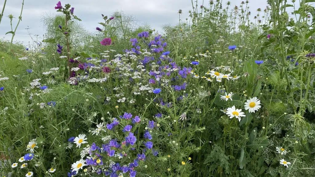 Bumble Bee_15.6.2021 (3).webp