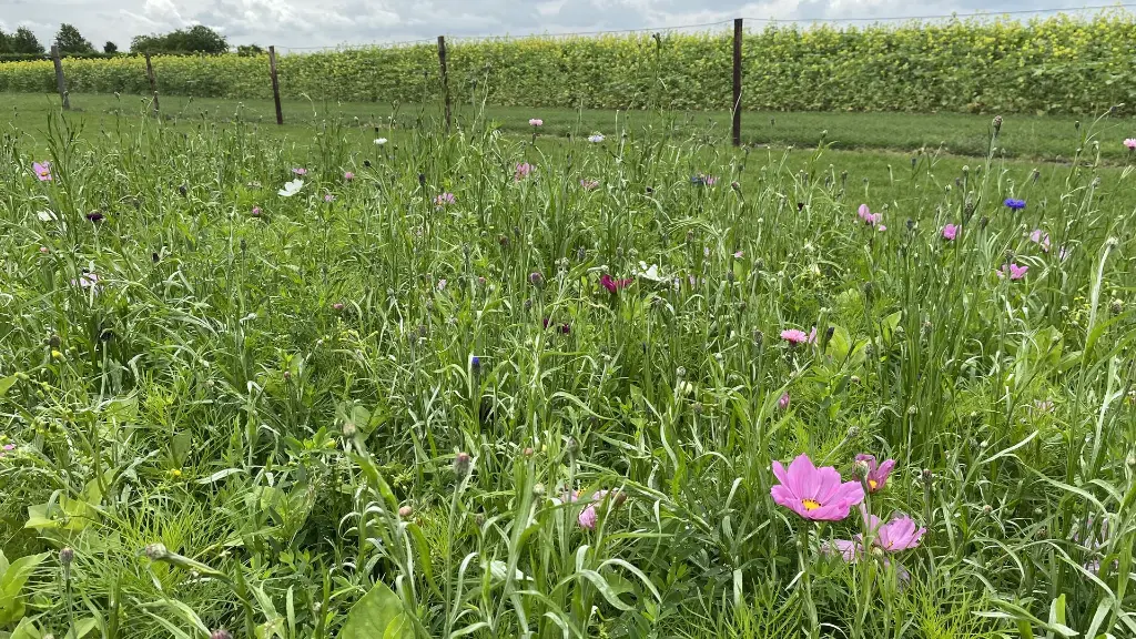 Festival_5.7.2021 (3).webp