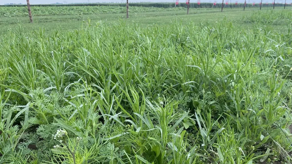 Aurora_22.6.2021 (1).webp