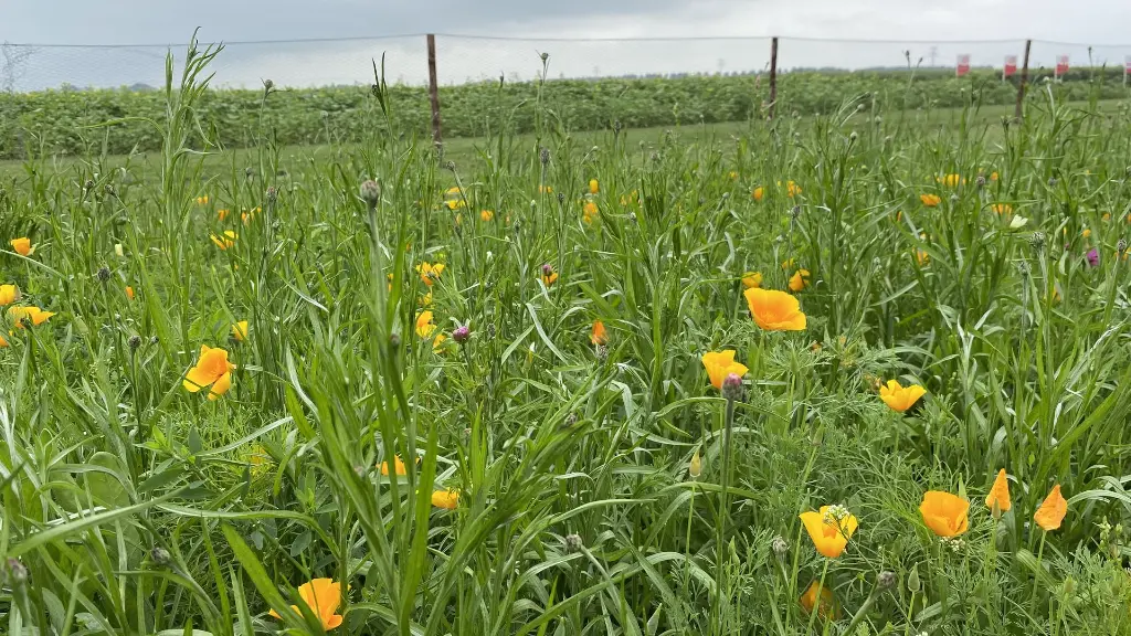 Aurora_29.6.2021 (1).webp