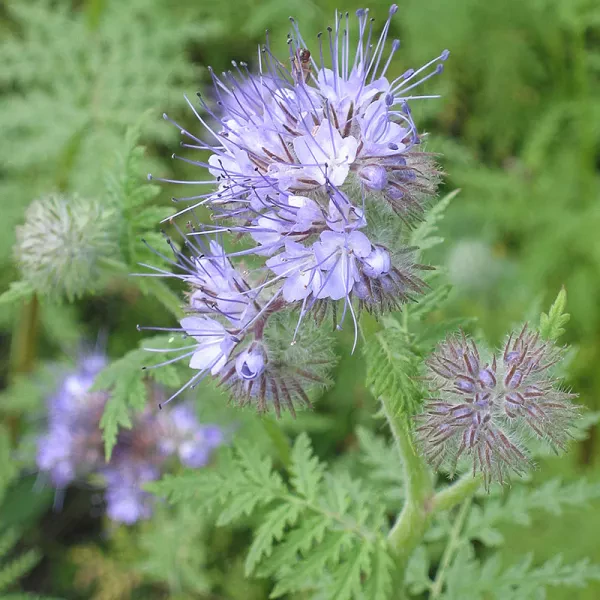 Phacelia 