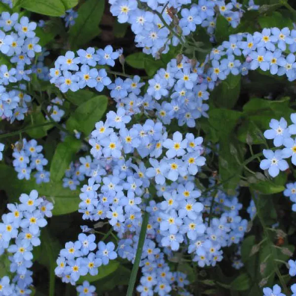 Akkervergeet-mij-nietje 