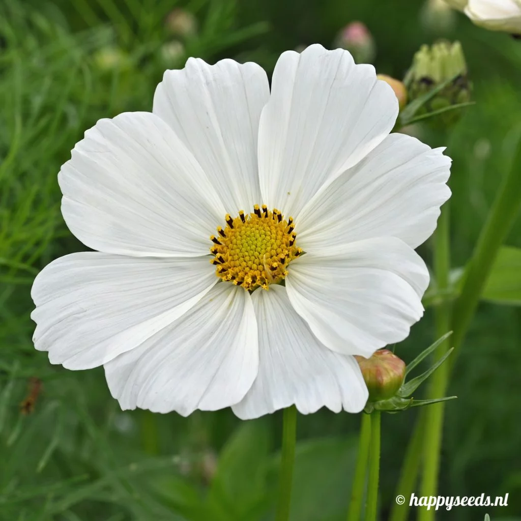 Witte cosmea