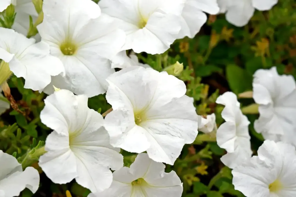 Witte Petunia 