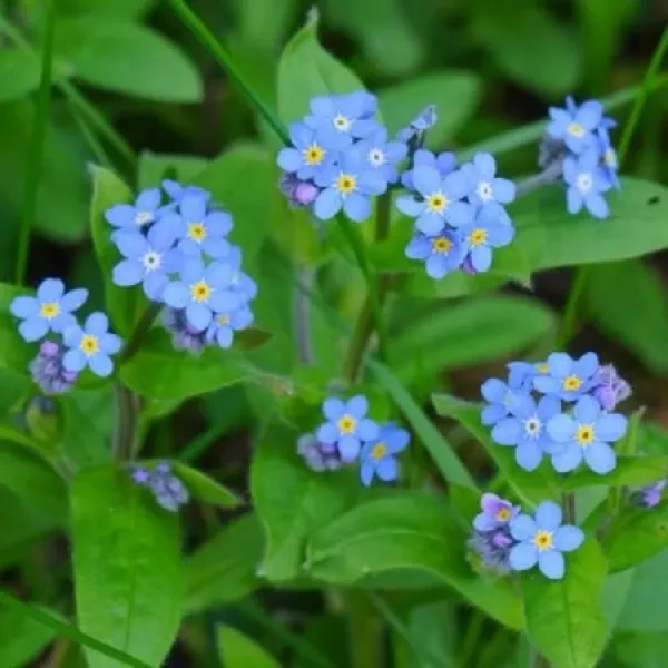 Bosvergeet-mij-nietje 