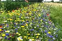 Akkerrand bloemrijk 1