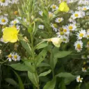 Kruidenweide 1 Lichte gronden