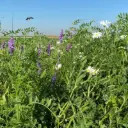 kruidenweide 2 Zware gronden 