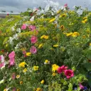 Snijbloemen