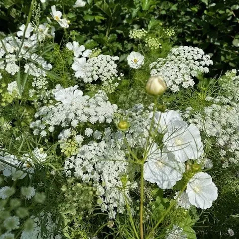 White florance