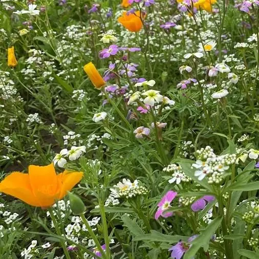 Flower power